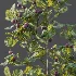 AV Plant Ficus Carica Feige Fig Fruit Tree 01 - Thumbnail 7