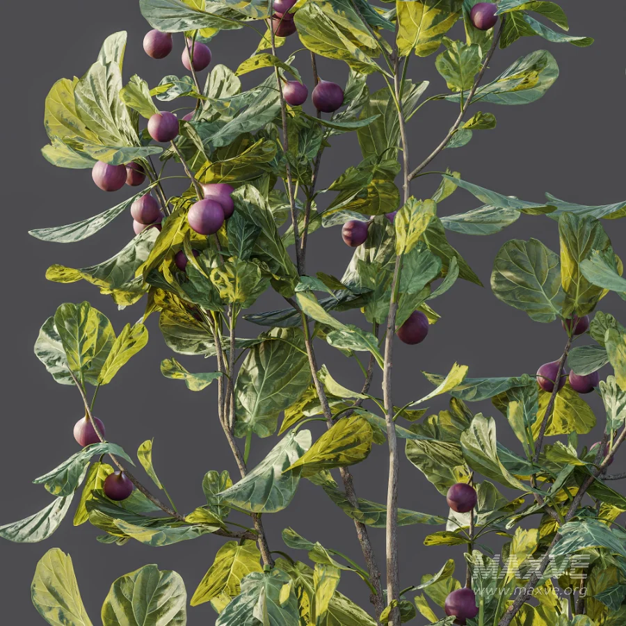 AV Plant Ficus Carica Feige Fig Fruit Tree 01 - Image 7