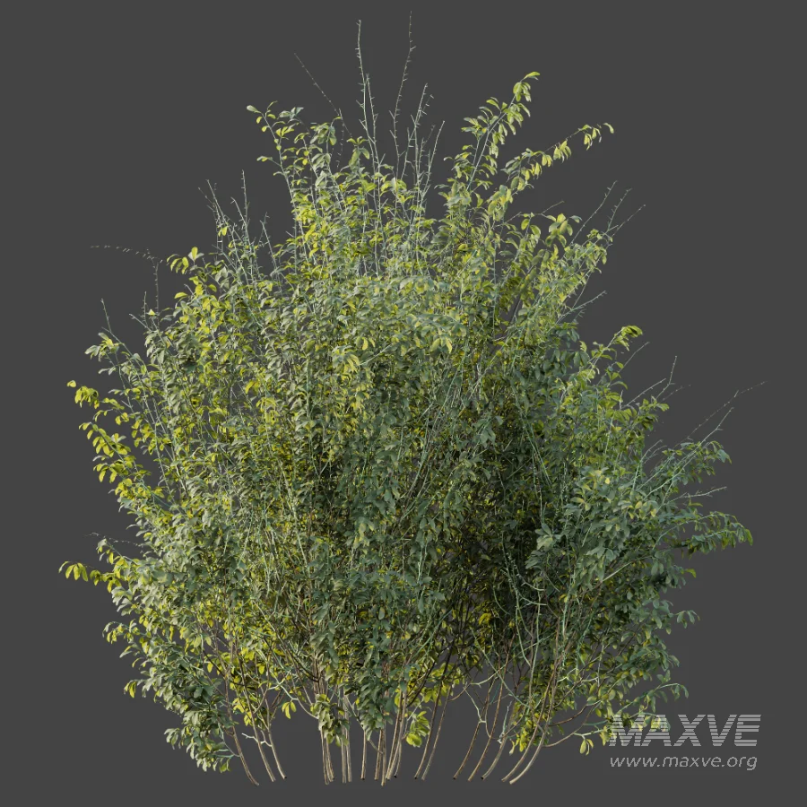 AV Plant Bush Common Broom Cytisus Scoparius 02 - Image 5
