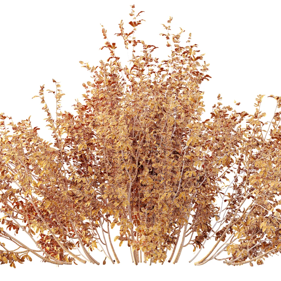 AV Plant Bush Common Broom Cytisus Scoparius 01 - Image 9