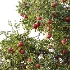 AV Plant Punica Granatum Pomegranate Fruit Tree 01 - Thumbnail 1