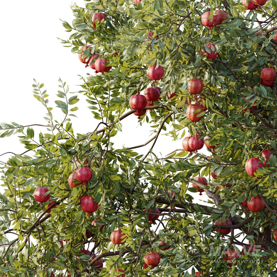 AV Plant Punica Granatum Pomegranate Fruit Tree 01 - Image 1