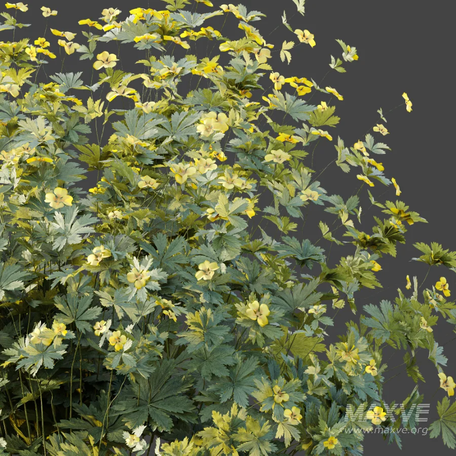 AV Plant Bush Tormentil Potentilla Erecta 01 - Image 5