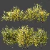 AV Plant Bush Common Broom Cytisus Scoparius 01 - Thumbnail 8