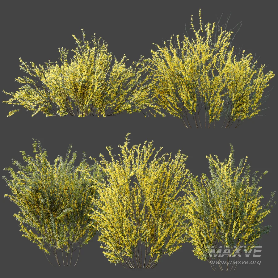AV Plant Bush Common Broom Cytisus Scoparius 01 - Image 8