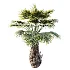 AV Plant Borassus Flabellifer 6 Palm Tree 03 - Thumbnail 1