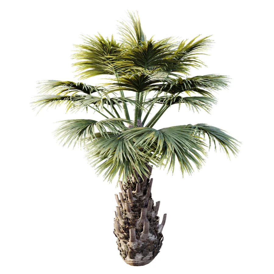 AV Plant Borassus Flabellifer 6 Palm Tree 03 - Image 1