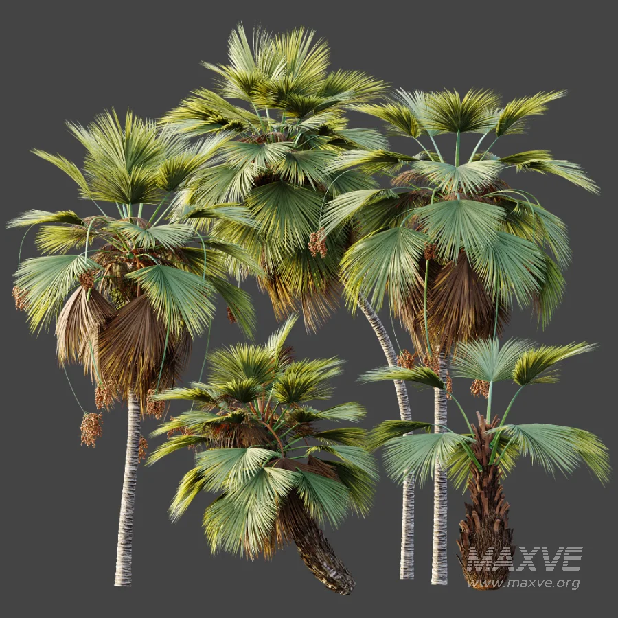 AV Plant Pritchardia Pacifica Palm Tree 03 - Image 8