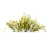 AV Plant Bush Common Broom Cytisus Scoparius 01 - Thumbnail 4