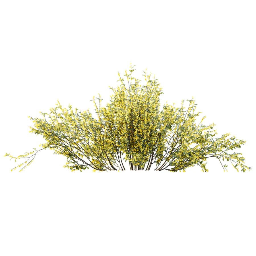 AV Plant Bush Common Broom Cytisus Scoparius 01 - Image 4