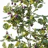AV Plant Ficus Carica Feige Fig Fruit Tree 01 - Thumbnail 3