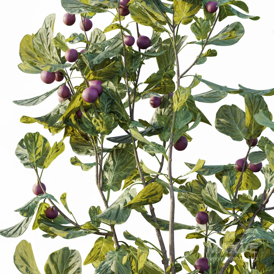 AV Plant Ficus Carica Feige Fig Fruit Tree 01 - Image 3