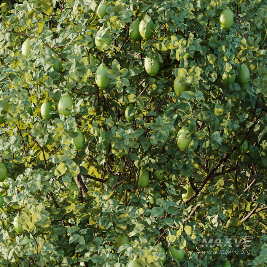 AV Plant Citrus Meyer Lemon Fruit Tree 01 - Image 10