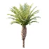 AV Plant Phoenix Canariensis Palm Tree 03 - Thumbnail 1