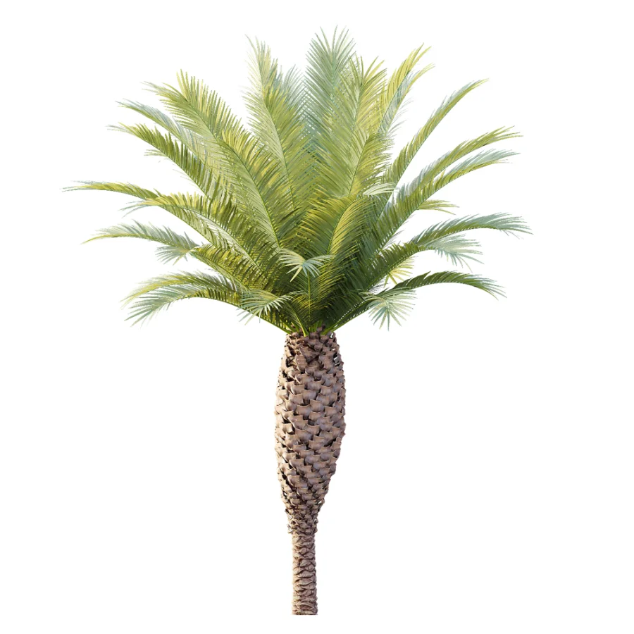 AV Plant Phoenix Canariensis Palm Tree 03 - Image 1