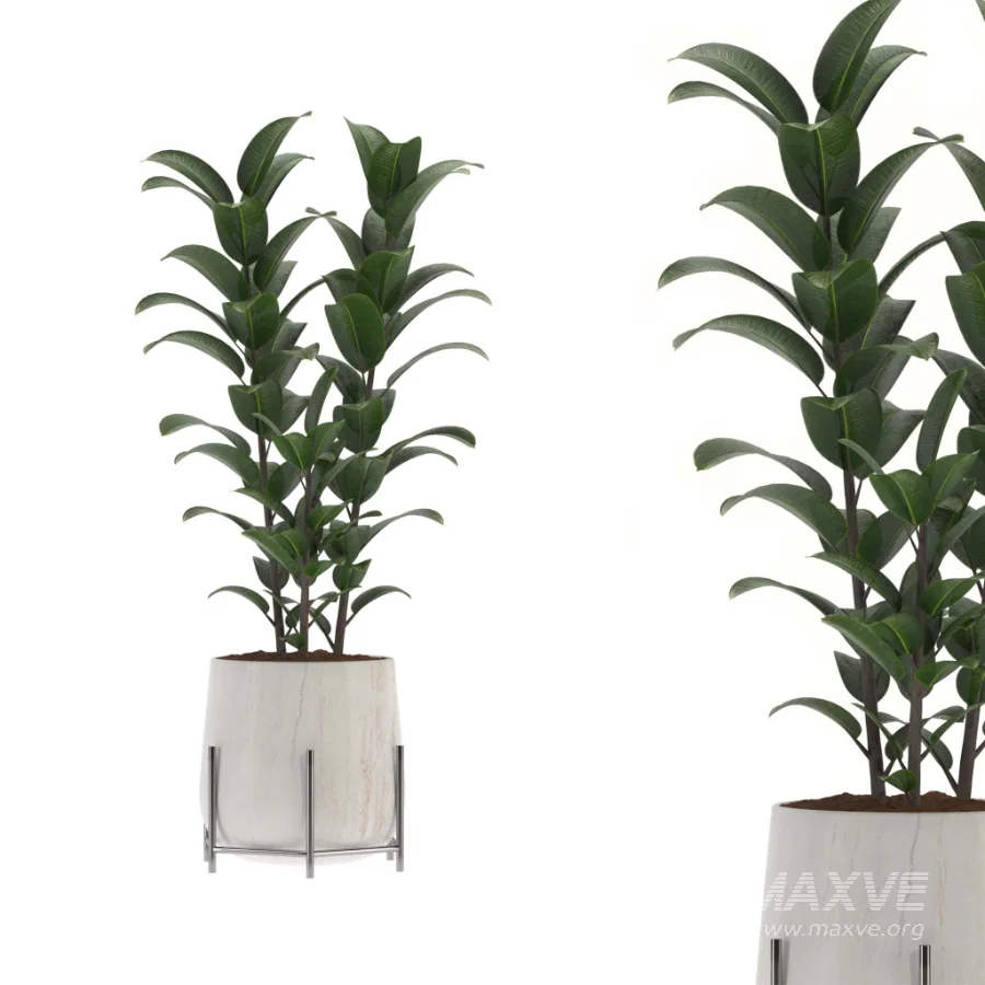 indoor-plant-009 - Image 2