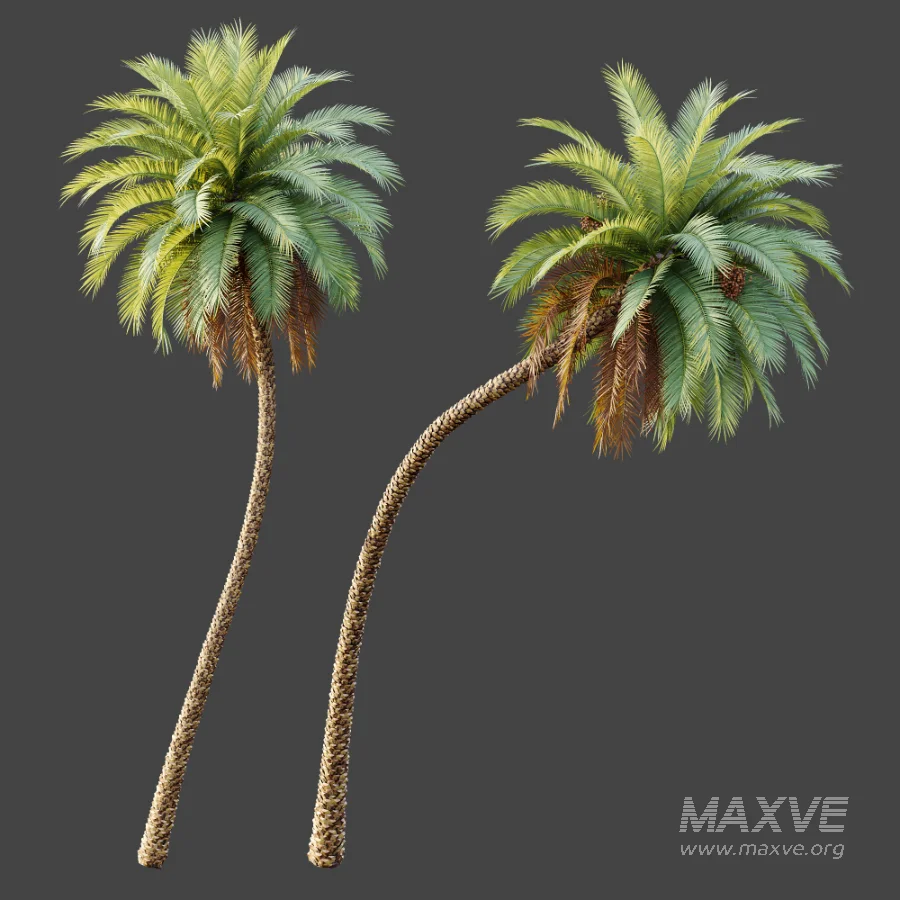 AV Plant Phoenix Sylvestris Palm Tree 01 - Image 5