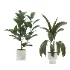 indoor-plant-018 - Thumbnail 1