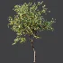 AV Plant Malus Pumila Apple Red Fruit Tree 01 - Thumbnail 6