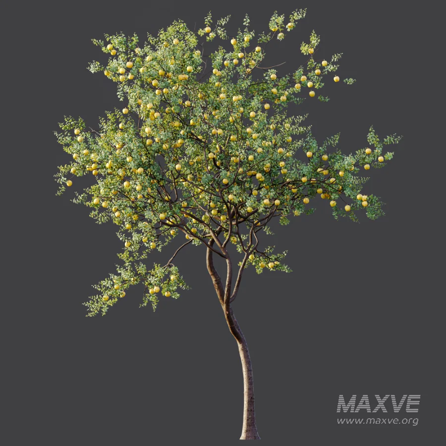 AV Plant Malus Pumila Apple Red Fruit Tree 01 - Image 6