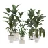indoor-plant-018 - Thumbnail 3