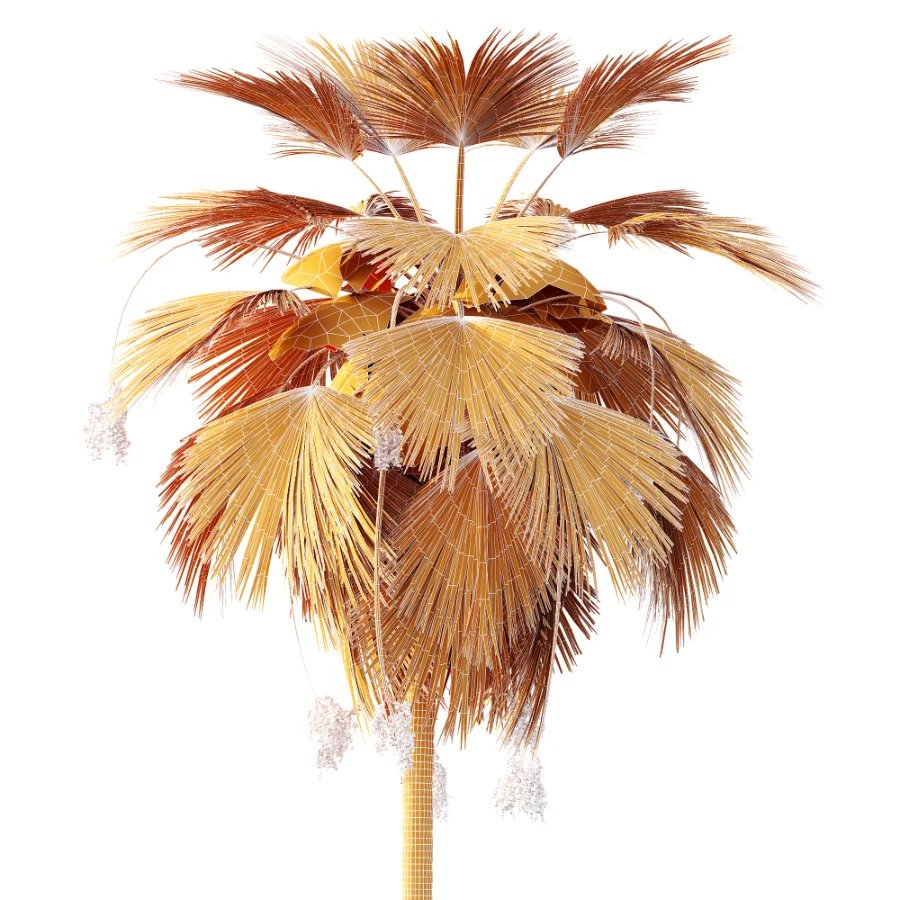AV Plant Pritchardia Pacifica Palm Tree 03 - Image 9