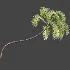 AV Plant Areca Catechu 6 Palm Trees 02 - Thumbnail 7