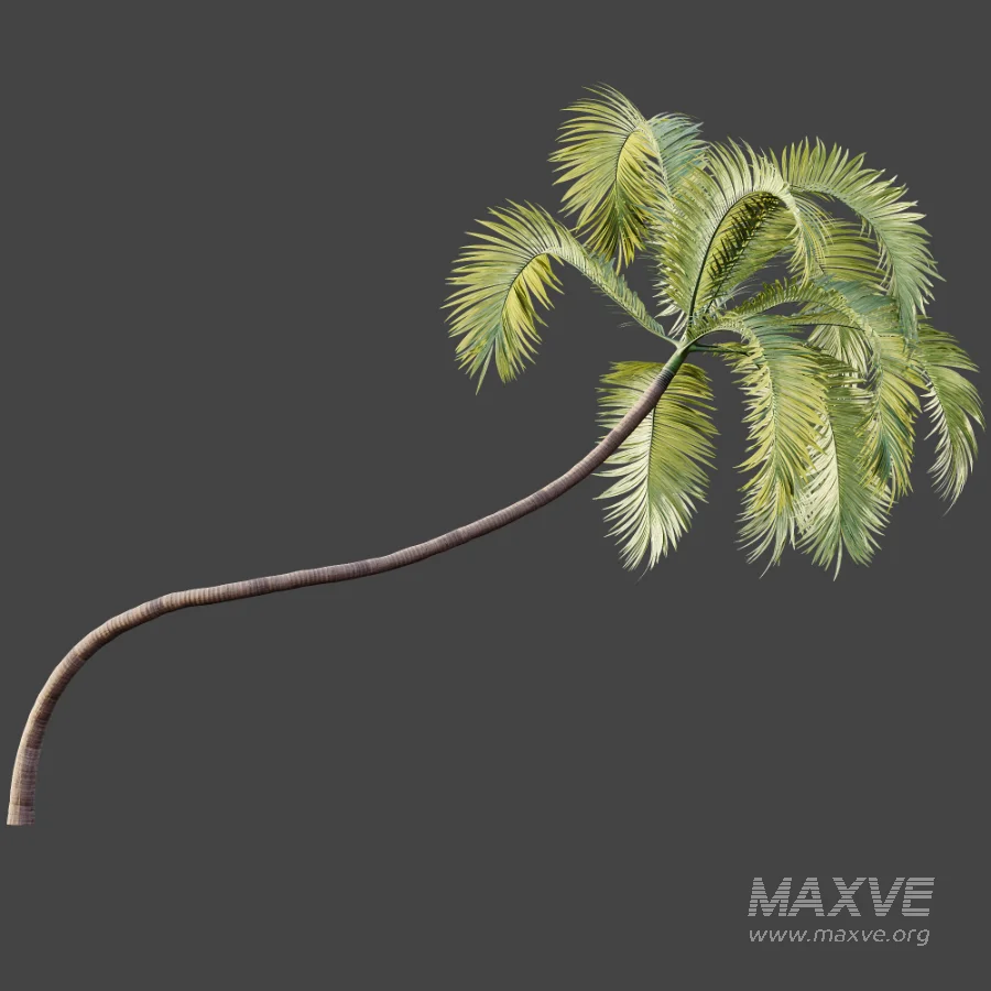 AV Plant Areca Catechu 6 Palm Trees 02 - Image 7