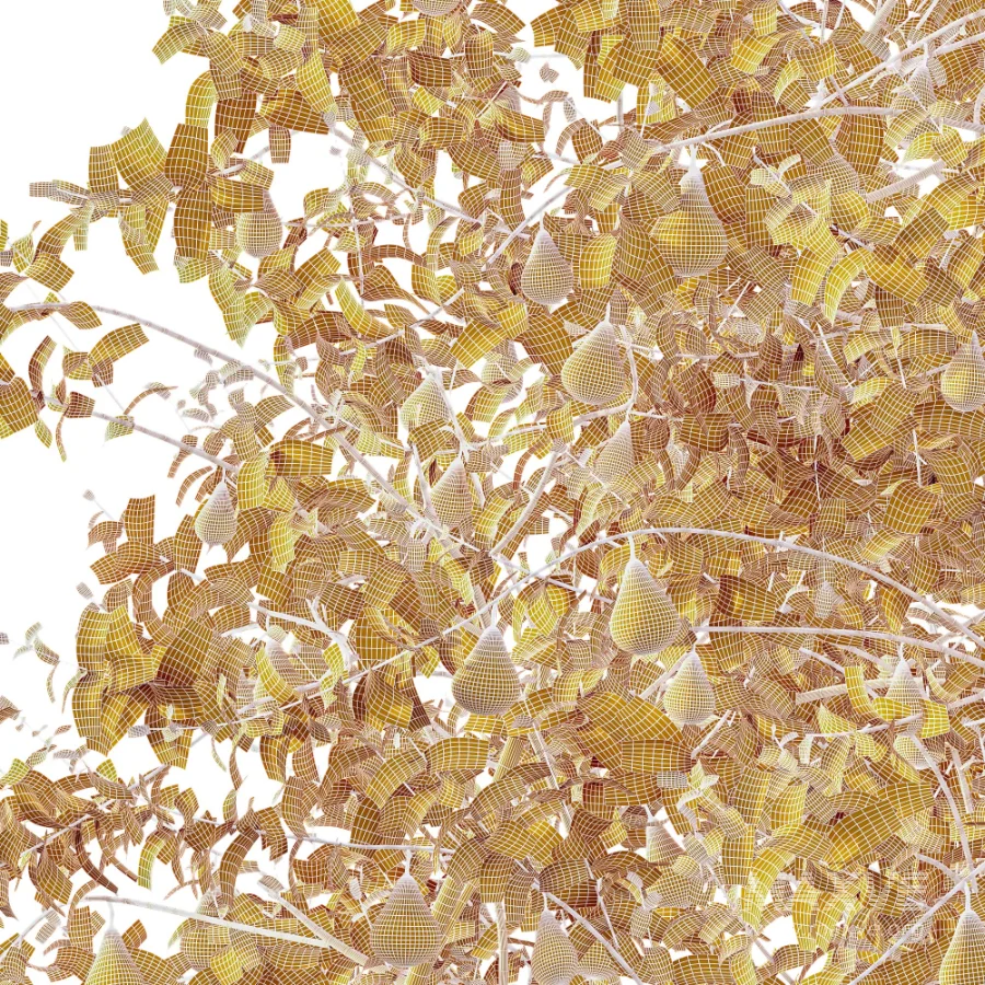 AV Plant Pear Pyrus Communis Fruit Tree 01 - Image 12