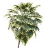AV Plant Borassus Flabellifer Palm Tree 01 - Thumbnail 1