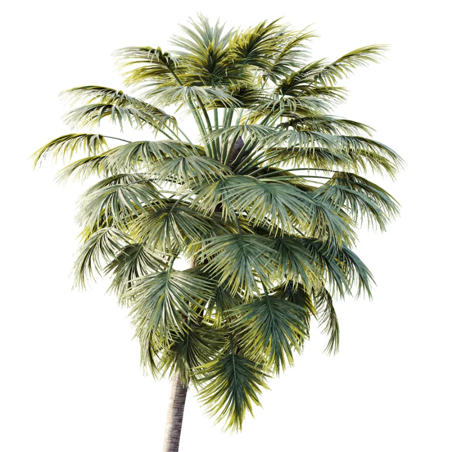 AV Plant Borassus Flabellifer Palm Tree 01 - Image 1