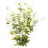 AV Plant Bush Tormentil Potentilla Erecta 01 - Thumbnail 2
