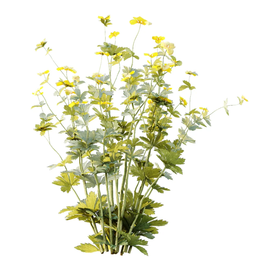 AV Plant Bush Tormentil Potentilla Erecta 01 - Image 2