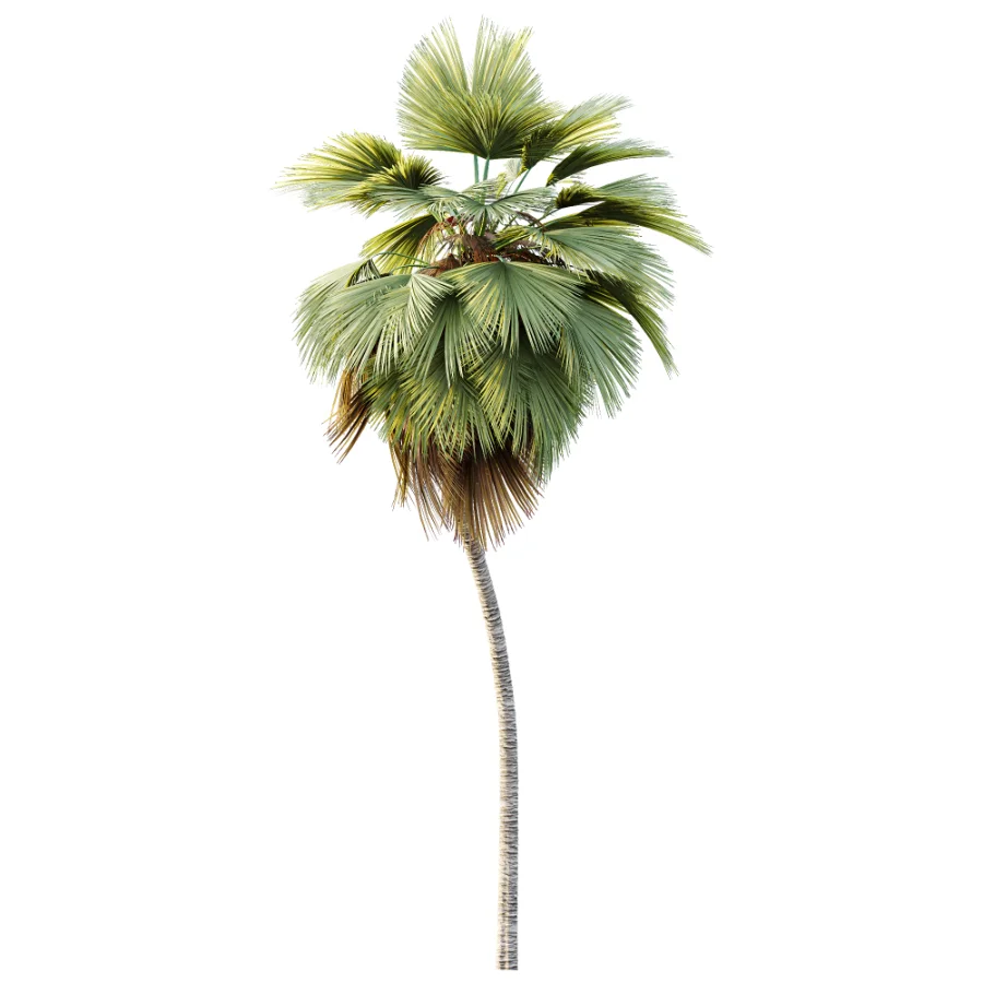 AV Plant Pritchardia Pacifica Palm Tree 03 - Image 2