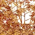 AV Plant Ziziphus Jujuba Chinesische Dattel Fruit Tree 01 - Thumbnail 12