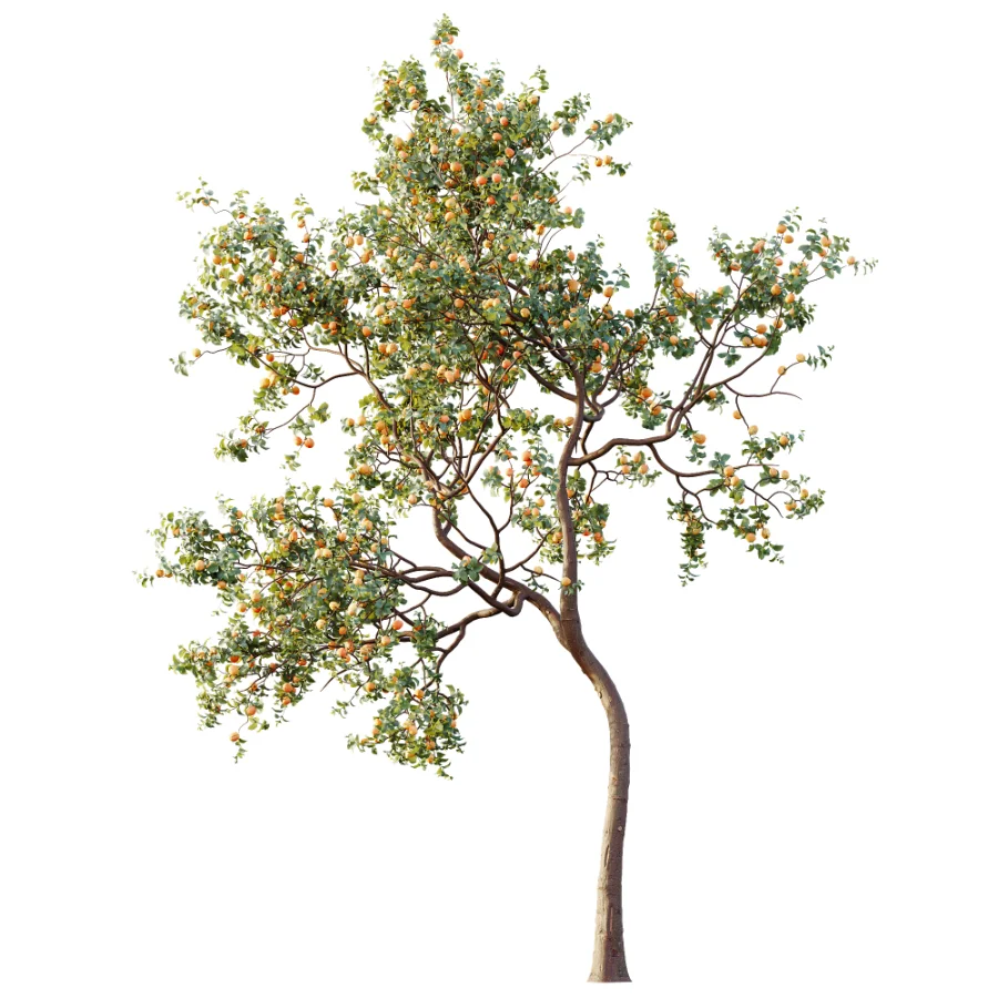 AV Plant Armeniaca Vulgaris Prunus Fruit Tree 01 - Image 1