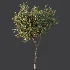 AV Plant Citrus Sinensis Orange Arancio Fruit Tree 01 - Thumbnail 7