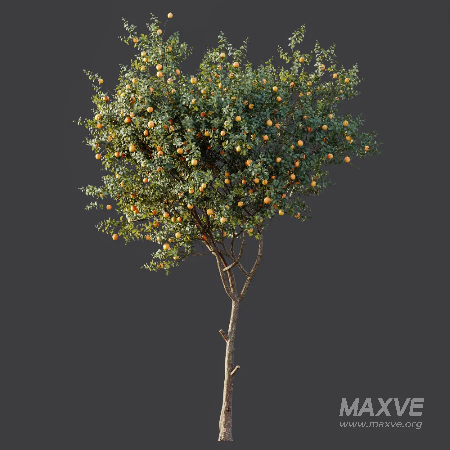 AV Plant Citrus Sinensis Orange Arancio Fruit Tree 01 - Image 7