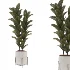 indoor-plant-008 - Thumbnail 3
