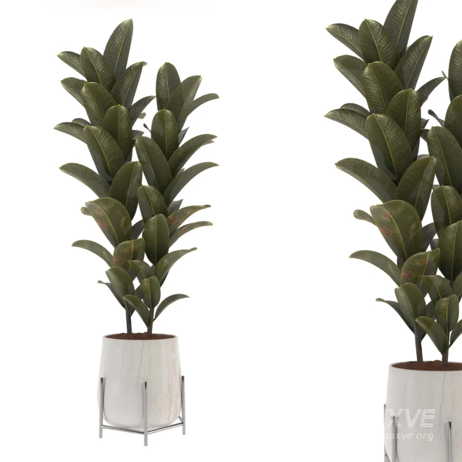 indoor-plant-008 - Image 3