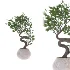 indoor-plant-012 - Thumbnail 1