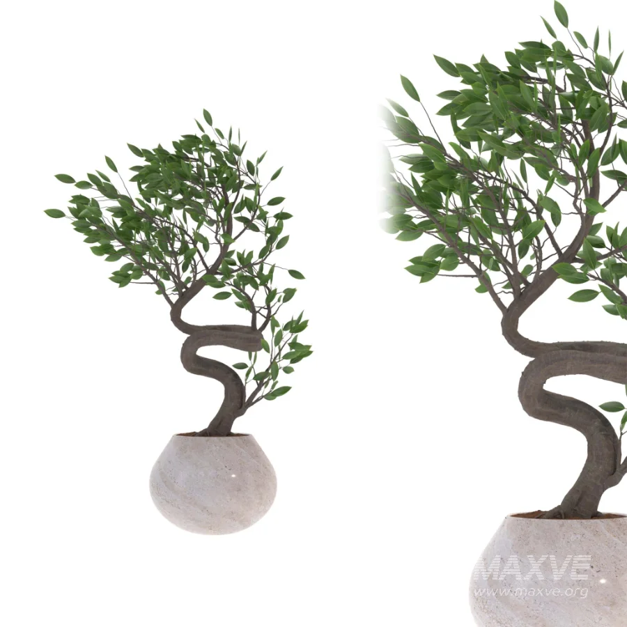 indoor-plant-012 - Image 1