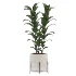 indoor-plant-009 - Thumbnail 1