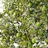 AV Plant Citrus Sinensis Orange Arancio Fruit Tree 01 - Thumbnail 4