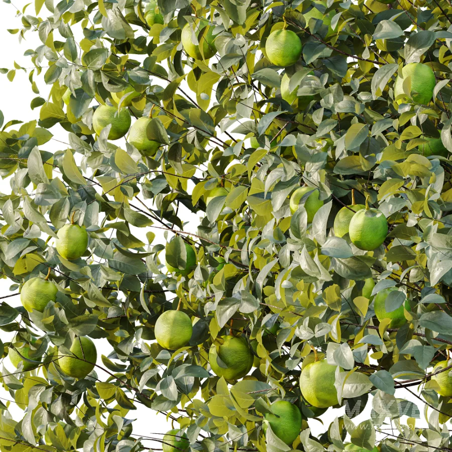 AV Plant Citrus Sinensis Orange Arancio Fruit Tree 01 - Image 4