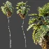 AV Plant Pritchardia Pacifica Palm Tree 01 - Thumbnail 4