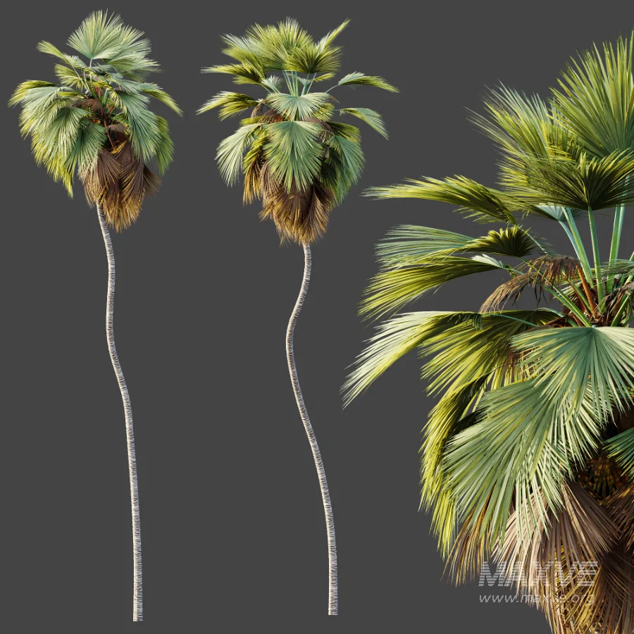 AV Plant Pritchardia Pacifica Palm Tree 01 - Image 4