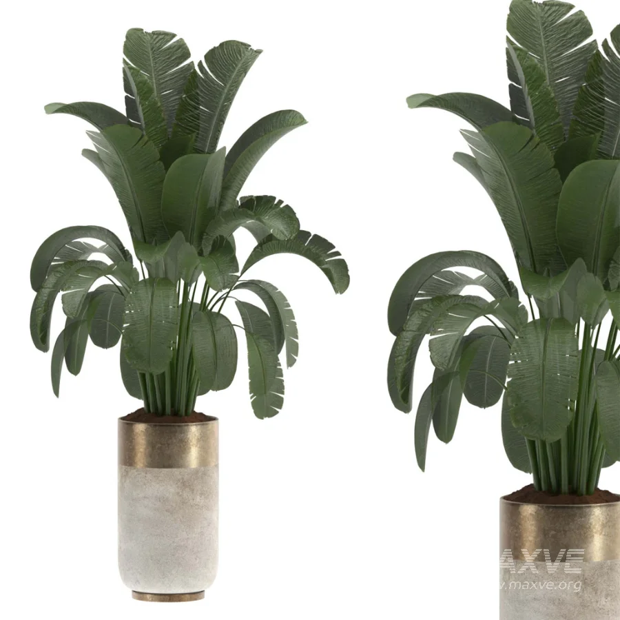 indoor-plant-016 - Image 3