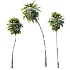 AV Plant Borassus Flabellifer Palm Tree 01 - Thumbnail 3