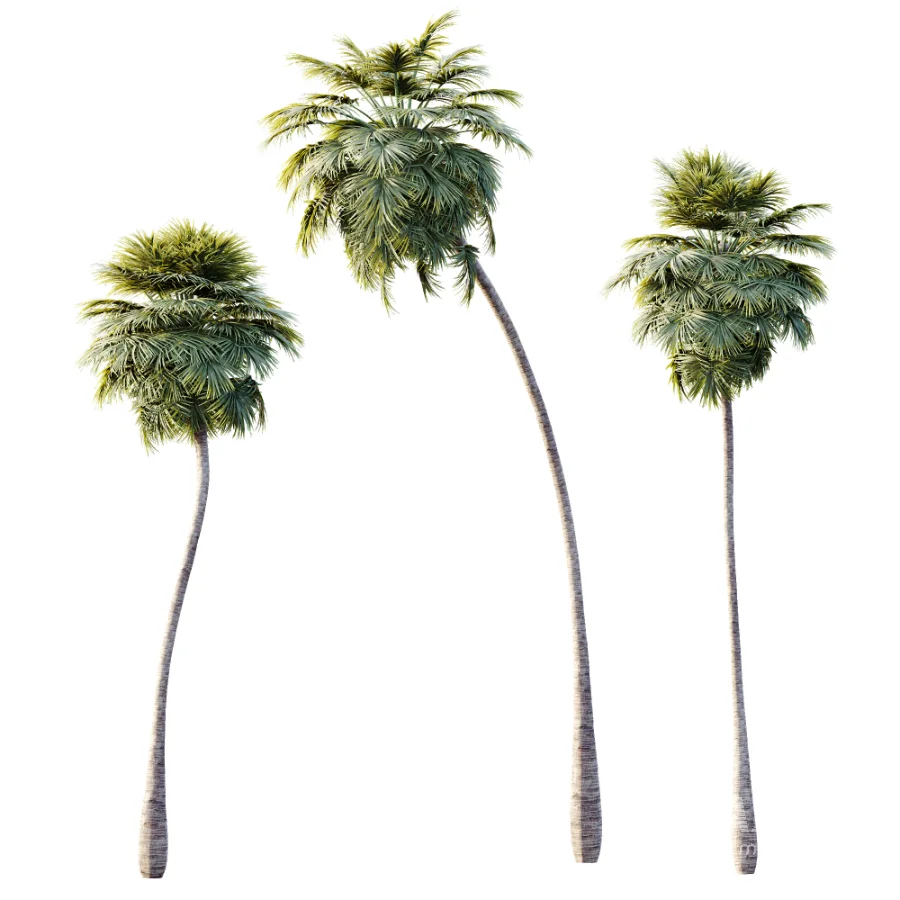 AV Plant Borassus Flabellifer Palm Tree 01 - Image 3
